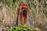 YORKSHIRE TERRIER 482